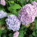 Hydrangea macrophylla ‘Bouquet Rose’ - 25-30