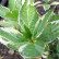 Hydrangea macrophylla ‘Light-O-Day’ ® - 60-80