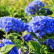 Hydrangea Forever & Ever Blue ® - 30-40
