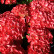 Hydrangea Forever & Ever Red ® - 30-40