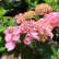 Hydrangea macr. Endl. Summ. ‘Twist and Shout’ ® – Pink - 30-40