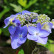 Hydrangea macr. Endl. Summ. ‘Twist and Shout’ ® – Blue - 30-40