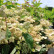 Hydrangea paniculata ‘Dahruma’ - 30-40