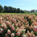 Hydrangea paniculata ‘Pinky Winky’ - 100-125