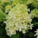 Hydrangea paniculata ‘Skyfall’ - 50-60