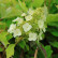 Hydrangea quercifolia ‘Munchkin’ - 30-40