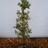 Ilex aquifolium ‘Argentea Marginata’ - 60-80