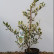 Ilex aquifolium ‘Ferox Argentea’ - 50-60