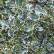Ilex aquifolium ‘Argentea Marginata’ - 100-125