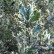 Ilex aquifolium ‘Ferox Argentea‘ - 50-60
