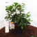 Kalmia latifolia ‘Ginkona’ - 25-30