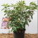 Kalmia latifolia ‘Ginkona’ - 40-50