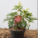Kalmia latifolia ‘Ostbo Red‘ - 25-30