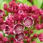 Kalmia latifolia ‘Kaleidoscope’ - 25-30