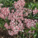 Kalmia latifolia ‘Minuet‘ - 25-30