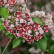 Kalmia latifolia ‘Pinwheel‘ - 25-30