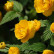 Kerria japonica ‘Pleniflora‘ - 40-50