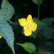 Kerria japonica ‘Golden Guinea‘ - 40-50