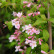 Kolkwitzia amabilis ‘Pink Cloud‘ - 80-100