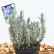 Lavandula angustifolia ‘Dwarf Blue’ -  