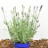Lavandula angustifolia ‘Essence Purple’ -  