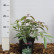 Leucothoe fontanesiana ‘Whitewater‘ ® - 25-30