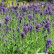 Lavandula angustifolia ‘Hidcote’ -  