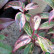 Leucothoe fontanesiana ‘Makijaz’ ® - 20-25