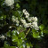 Ligustrum japonicum ‘Rotundifolium’ - 20-25