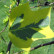 Liriodendron tulipifera ‘Aureomarginatum’ - 60-80