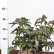 Mahonia aquifolium ‘Apollo’ - 25-30