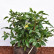 Mahonia aquifolium ‘Apollo’ - 30-40