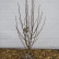 Magnolia loebneri ‘Merrill’ - 60-80