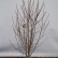 Magnolia loebneri ‘Merrill’ - 125-150