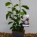 Magnolia soulangeana ‘Alba Superba’ - 50-60