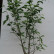 Magnolia soulangeana - 100-125