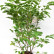Magnolia soulangeana - 125-150