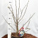 Magnolia stellata - 50-60