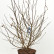 Magnolia stellata - 60-80