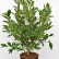 Magnolia stellata - 80-100