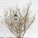 Magnolia stellata - 100-125