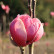 Magnolia ‘Black Tulip‘ ® - 150-175