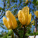 Magnolia brooklynensis ‘Yellow Bird‘ - 100-125
