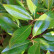 Magnolia grandiflora ‘Galissonnière’ - 100-125