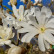 Magnolia stellata ‘Royal Star‘ - 60-80