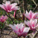 Magnolia ‘Heaven Scent‘ - 125-150