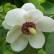Magnolia sieboldii - 50-60