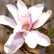 Magnolia loebneri ‘Leonard Messel‘ - 80-100