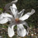 Magnolia loebneri ‘Merrill’ - 150-175
