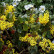 Mahonia aquifolium ‘Apollo’ - 30-40